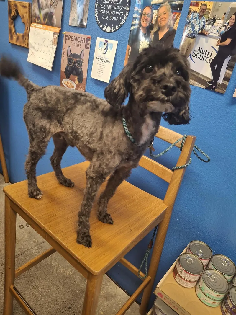 A young small-sized male Miniature Poodle dog named Oreo for adoption in Las Vegas, NV