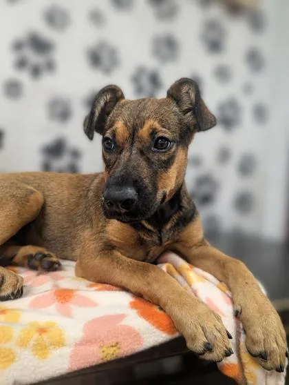 A baby medium-sized female Mixed Breed dog named Brooke for adoption in Houston, TX