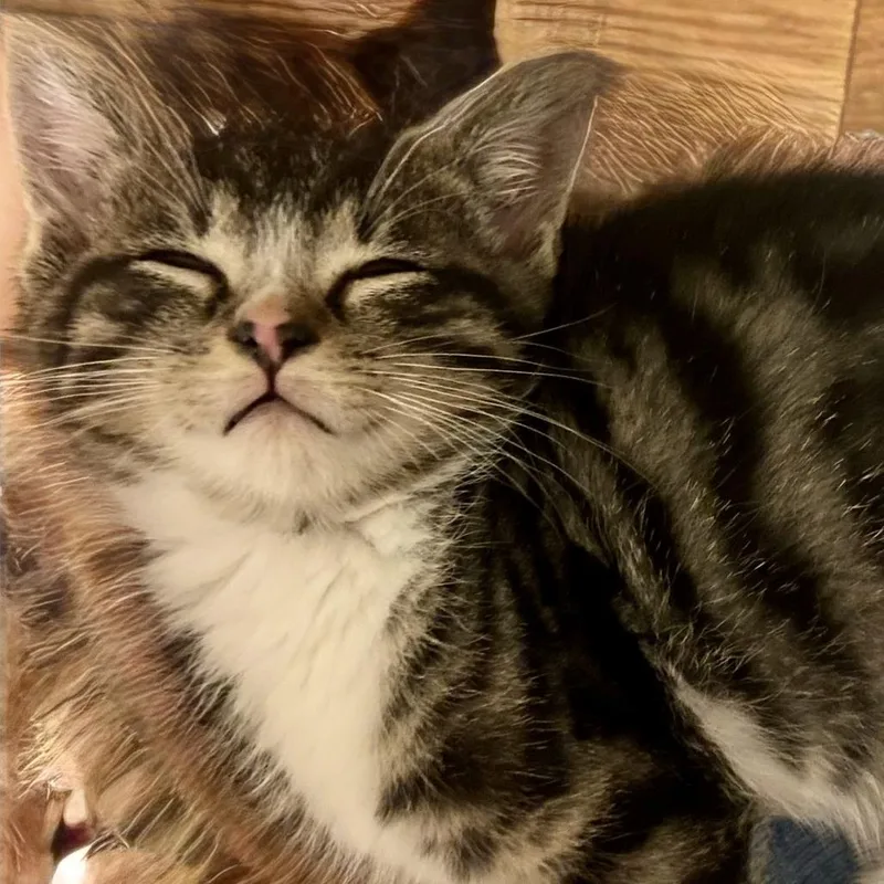 A baby small-sized male Brown / Chocolate Domestic Short Hair cat named Hadley for adoption in Mount Juliet, TN