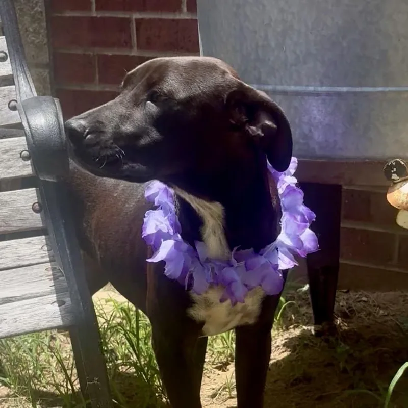 Daisy