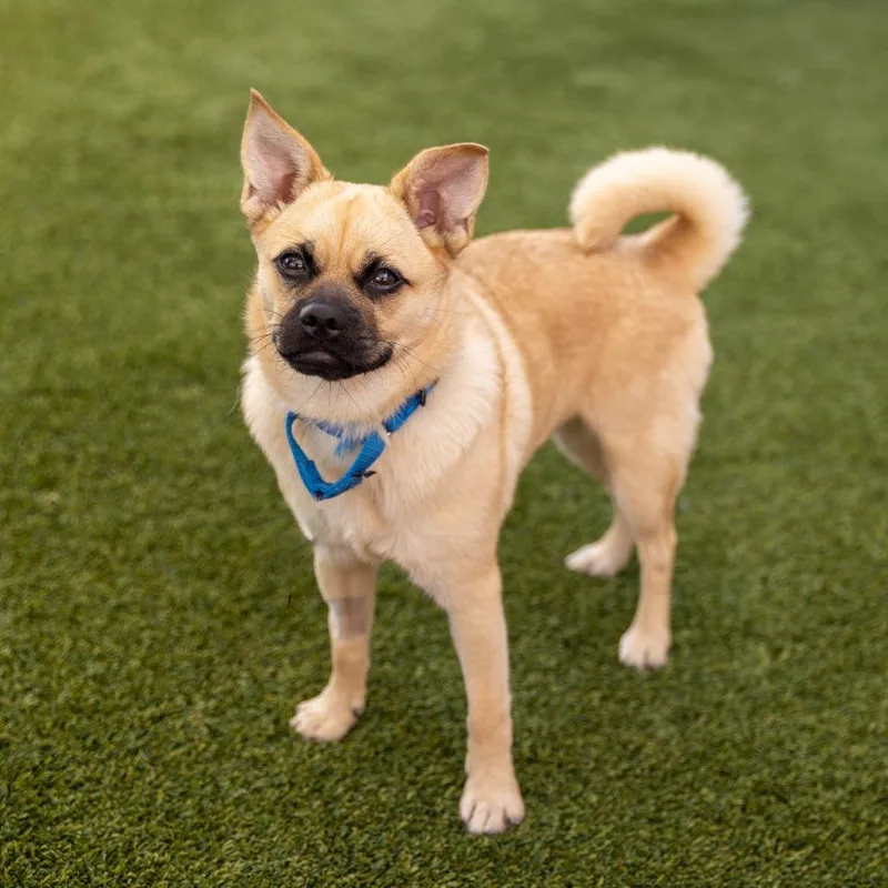 A young small-sized female Yellow / Tan / Blond / Fawn Pug dog named Zizi for adoption in Palm Springs, CA