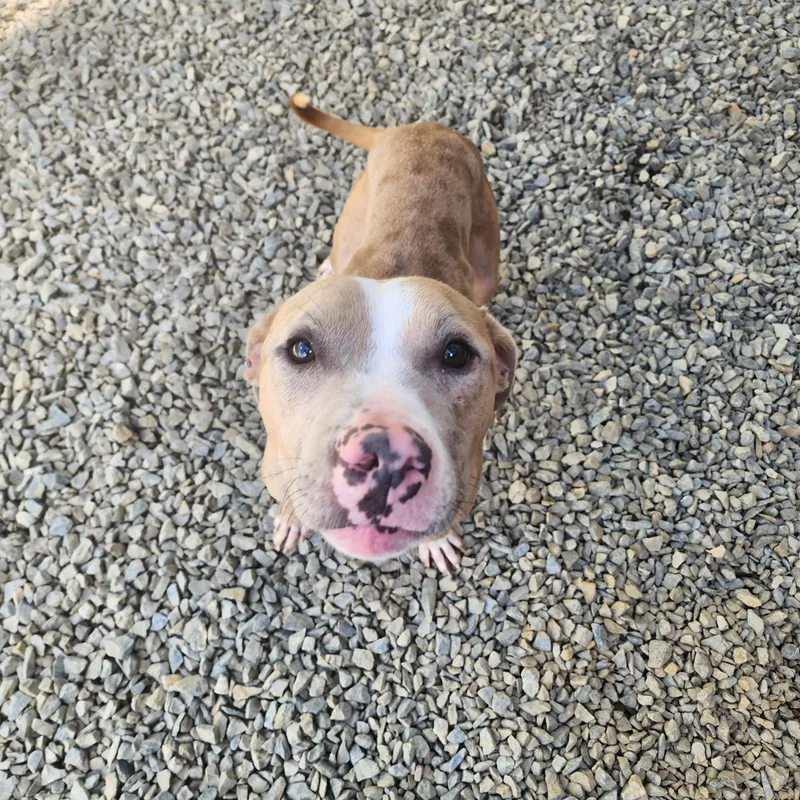 An adult medium-sized male Pit Bull Terrier dog named Romeo for adoption in Chuckey, TN