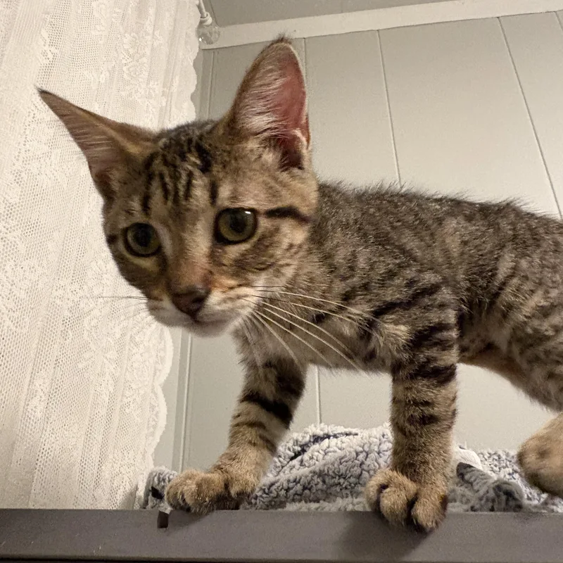 A baby medium-sized female Tabby (Brown / Chocolate) Domestic Short Hair cat named Christina for adoption in Hudsonville, MI