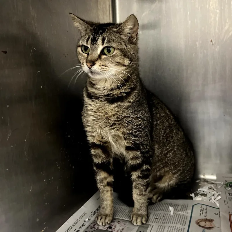 An adult small-sized female Domestic Short Hair cat named Dee Dee for adoption in New York, NY