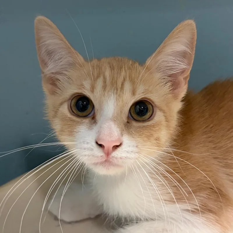 Passion Fruit thumbnail 2