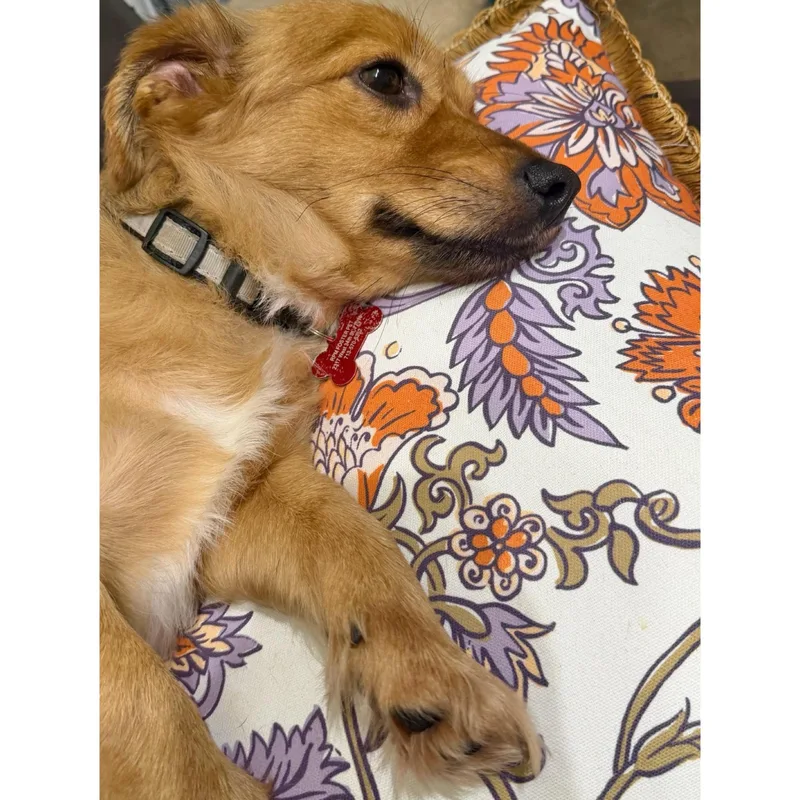 Cooper thumbnail 3