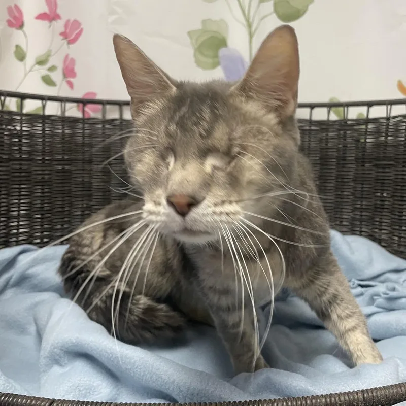 An adult medium-sized female Gray / Blue / Silver Domestic Short Hair cat named Murdock for adoption in Henderson, NV