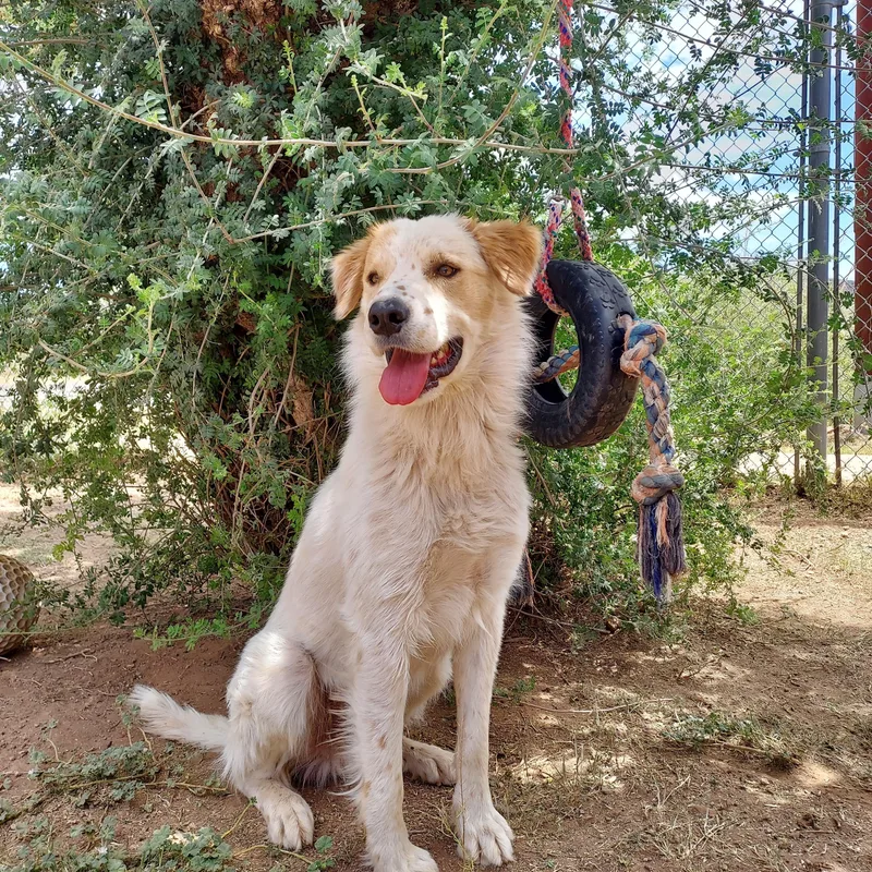 An adult medium-sized male White / Cream Australian Cattle Dog / Blue Heeler dog named Moose for adoption in Bisbee, AZ