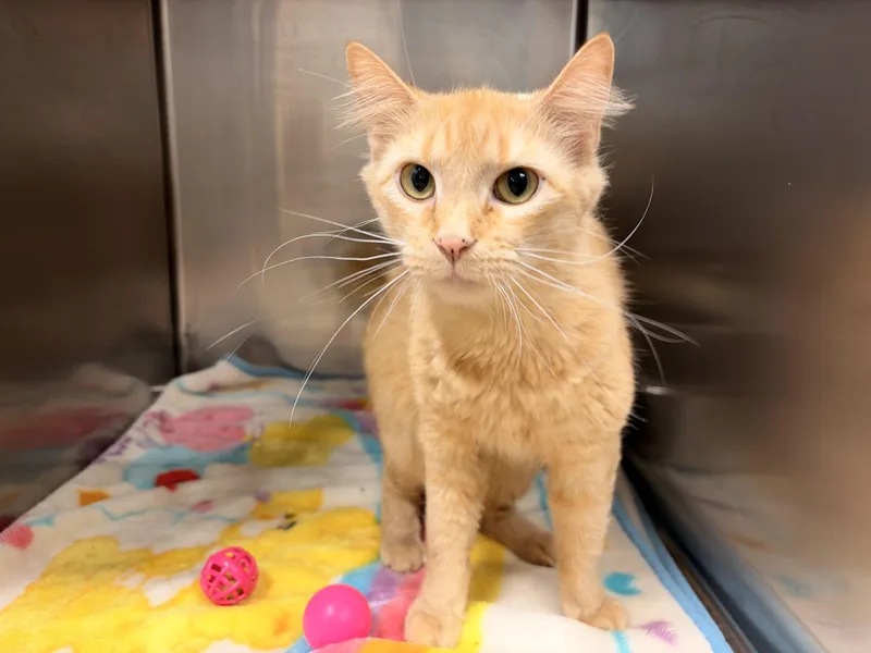 An adult large-sized female Orange / Red Domestic Medium Hair cat named Lobelia for adoption in Saint Charles, MO