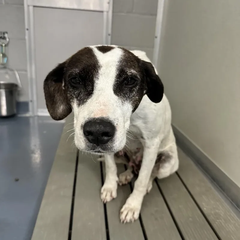 An adult medium-sized female White / Cream Terrier dog named Georgia for adoption in Galax, VA
