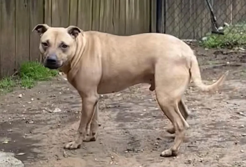 Snoopie Doopie thumbnail 2