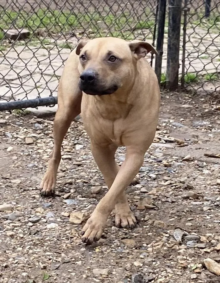 Snoopie Doopie thumbnail 3