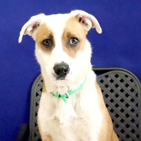 A young medium-sized female Catahoula Leopard Dog dog named Trixie for adoption in Fort Davis, TX