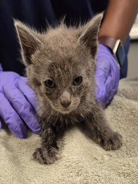 A baby small-sized male Domestic Short Hair cat named Zayne for adoption in Lodi, CA