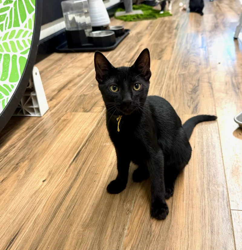 A young small-sized male Black Domestic Short Hair cat named Badger for adoption in Wayland, MI