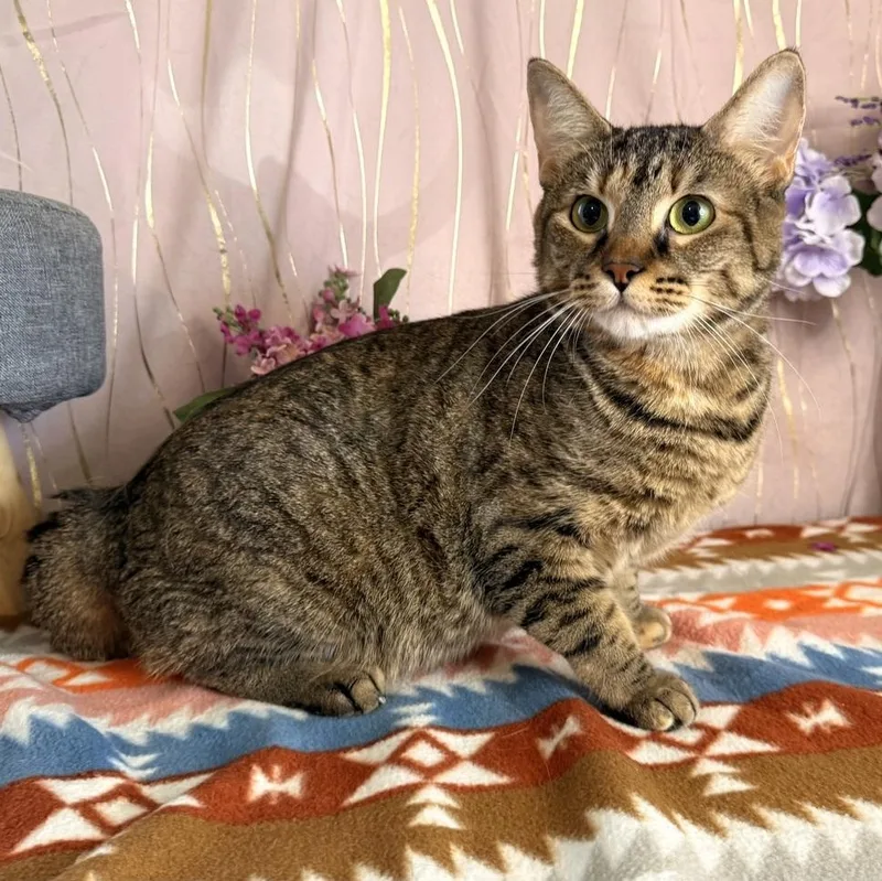 An adult medium-sized female Tabby (Brown / Chocolate) Domestic Short Hair cat named Meeka for adoption in Long Beach, MS