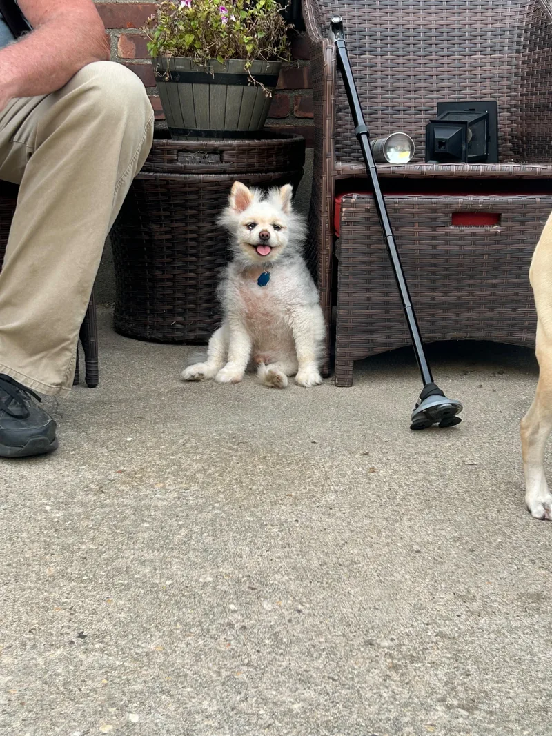 An adult small-sized male Apricot / Beige Pomeranian dog named Jax for adoption in Caguas, PR