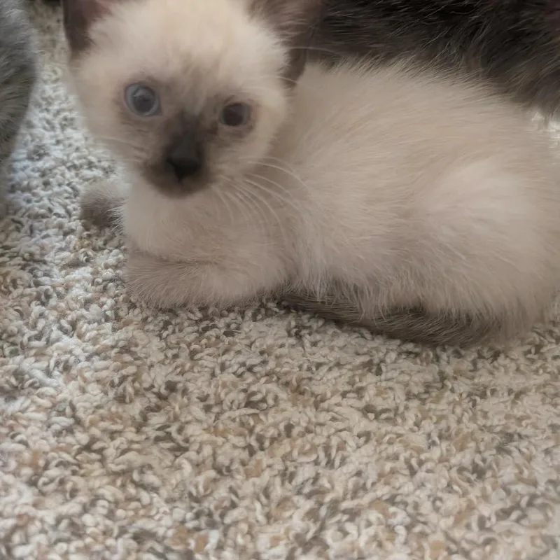 A baby small-sized female Siamese cat named Bitty for adoption in mount vernon, AR