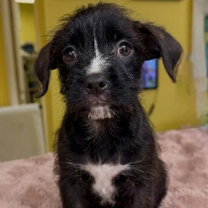 A baby medium-sized female Black Mixed Breed dog named Mona for adoption in Boca Raton, FL