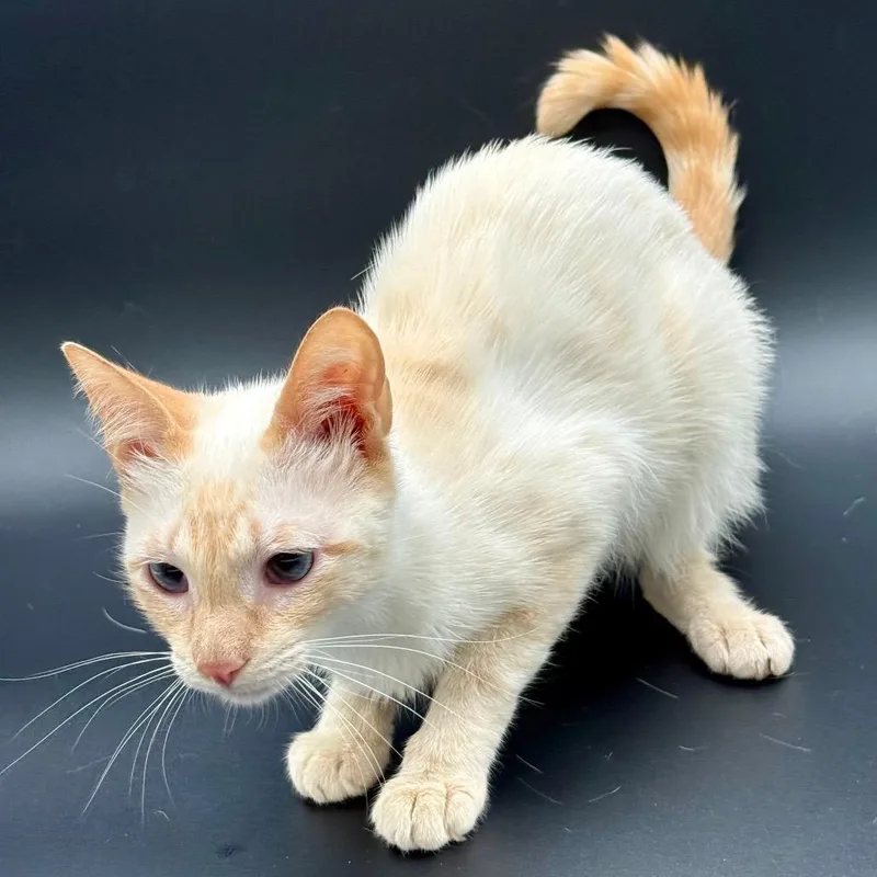 A young small-sized female Orange / Red Siamese cat named Samantha for adoption in Los Angeles, CA