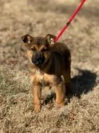 A baby medium-sized female Mixed Breed dog named Lala for adoption in West Chester, PA