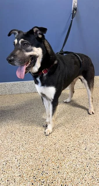 A young medium-sized male German Shepherd Dog dog named Papaso for adoption in Miami, FL