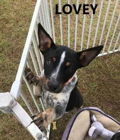 A baby small-sized female Gray / Blue / Silver Cattle Dog dog named Lovey for adoption in Washington, GA