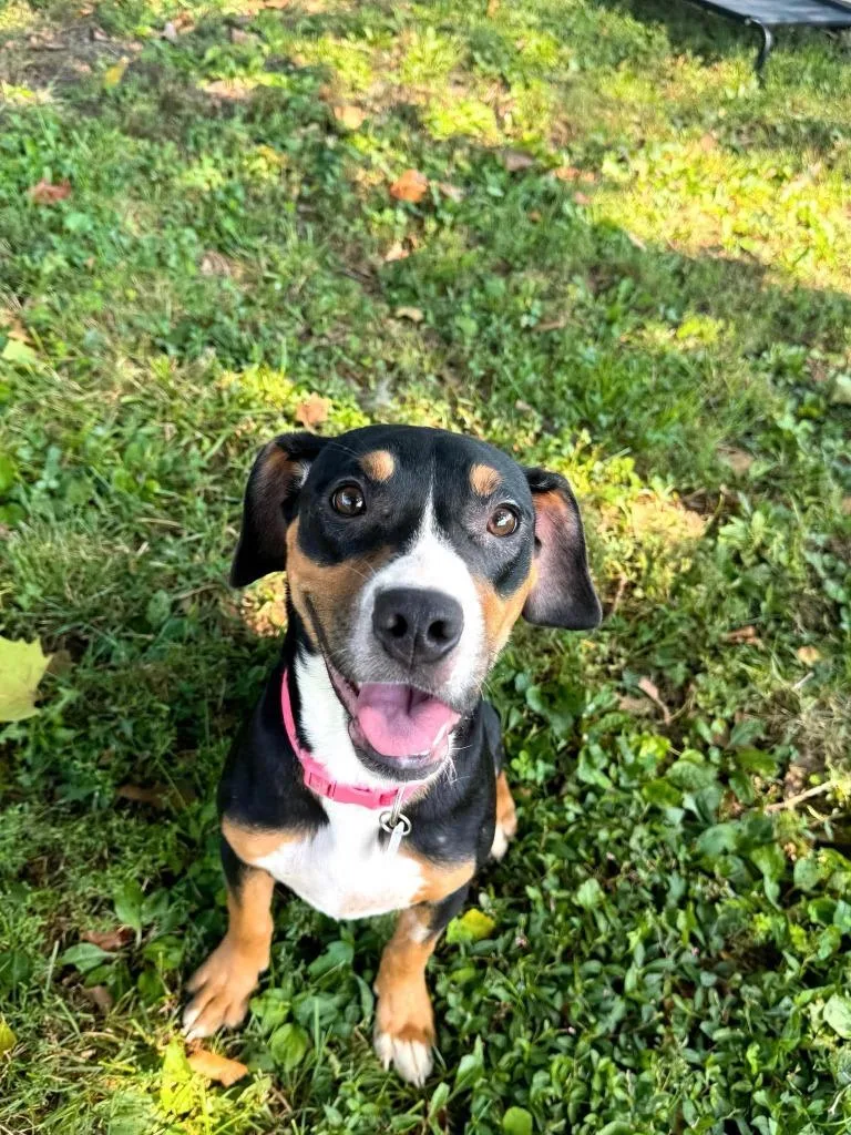 A baby medium-sized female Mixed Breed dog named Q.t. for adoption in Effingham, IL