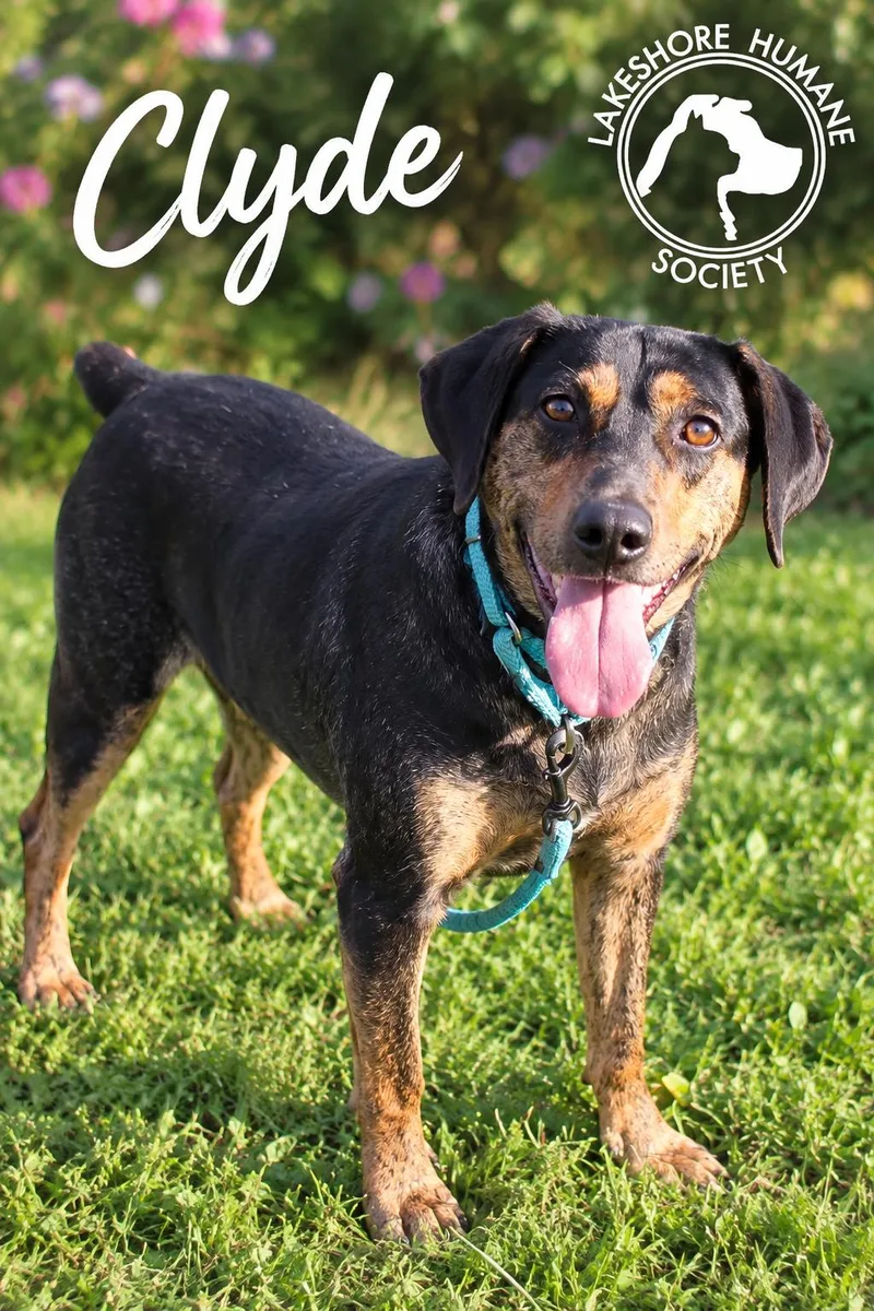 An adult medium-sized male Bluetick Coonhound dog named Clyde for adoption in Dunkirk, NY