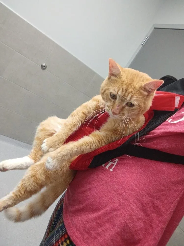 An adult medium-sized male Orange & White Domestic Short Hair cat named Eddie Dangerfield for adoption in Kannapolis, NC