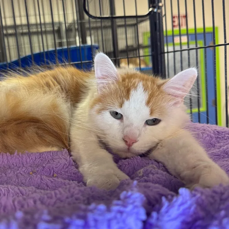 A senior medium-sized male Domestic Short Hair cat named Cleo for adoption in Saginaw, MI