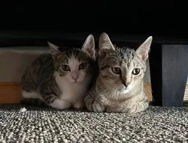 Simon