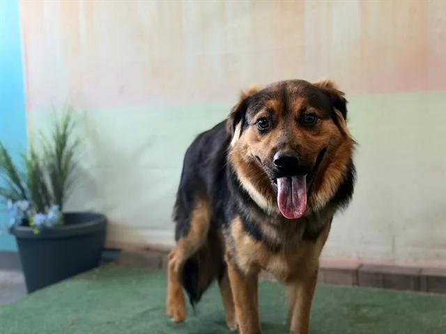 A young medium-sized male German Shepherd Dog dog named Rags Malone for adoption in Baldwin Park, CA