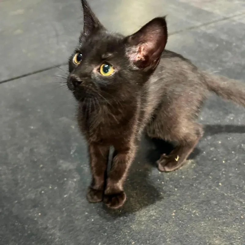 A baby small-sized female Black Domestic Short Hair cat named Cinder Ella for adoption in Milton, DE