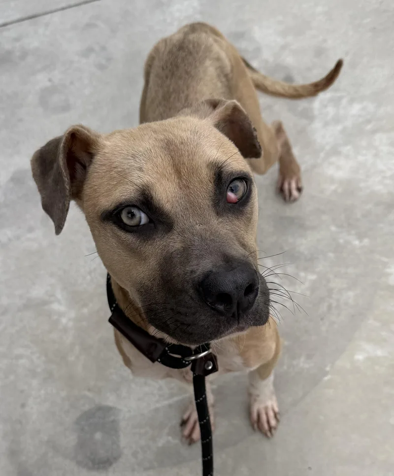 A young medium-sized male Terrier dog named Oscar for adoption in Lancaster, SC