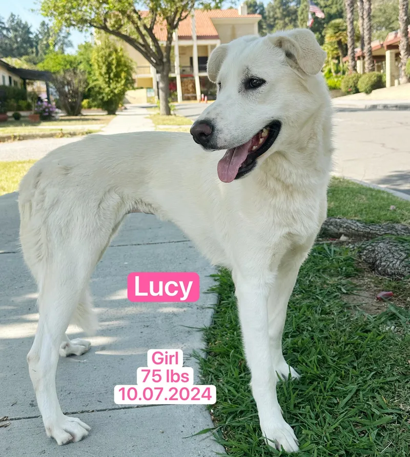 Lucy thumbnail 3