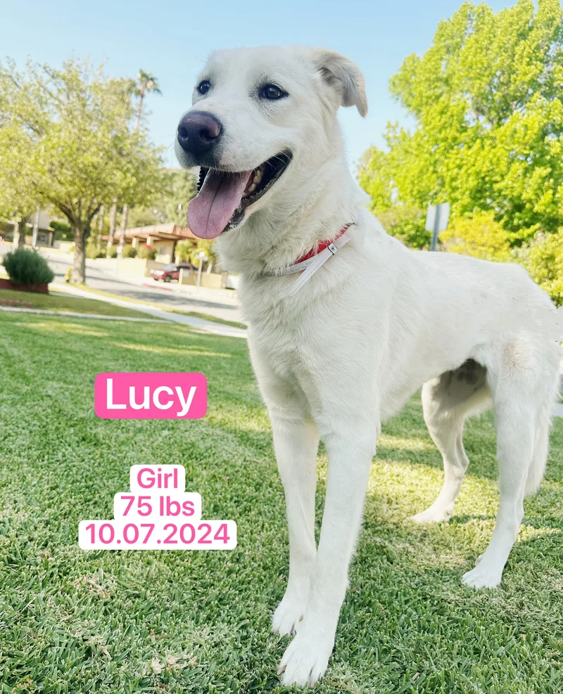 Lucy thumbnail 4