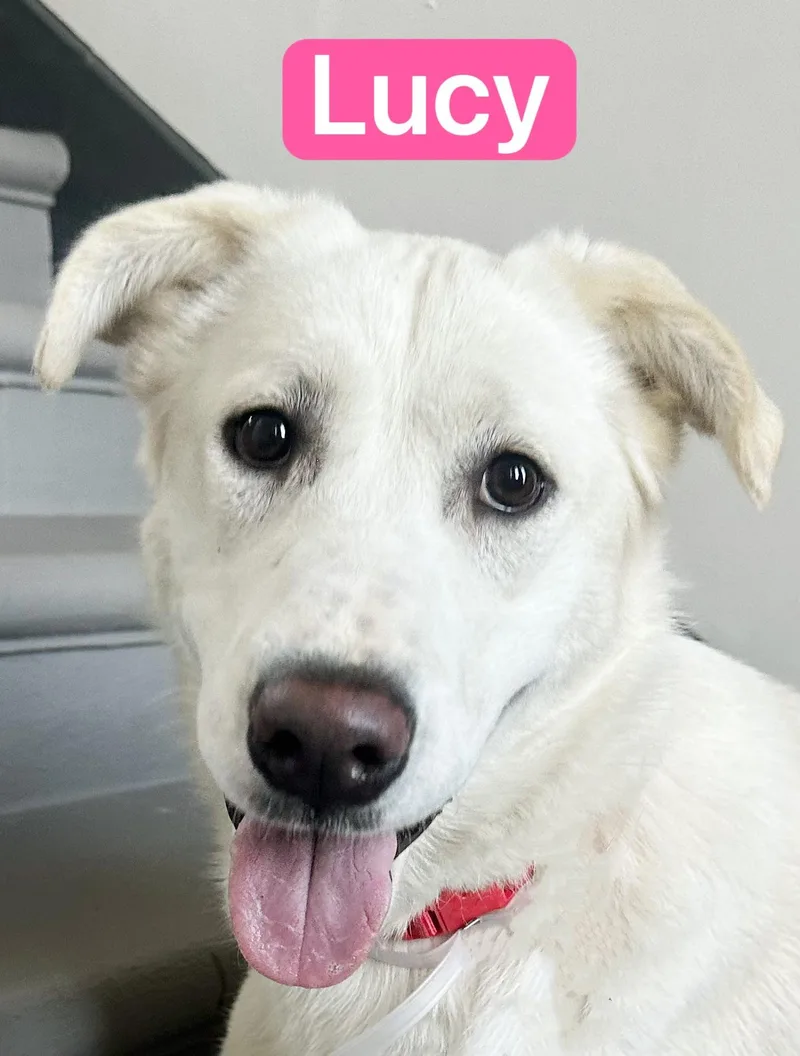 A young large-sized female White / Cream Anatolian Shepherd dog named Lucy for adoption in Allen, TX