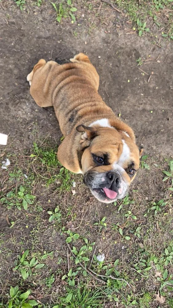 An adult medium-sized female Brown / Chocolate American Bulldog dog named Quinne for adoption in Plymouth, MI