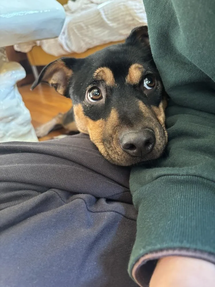 A young medium-sized female Brown / Chocolate Miniature Pinscher dog named Jessie for adoption in Manhattan, NY