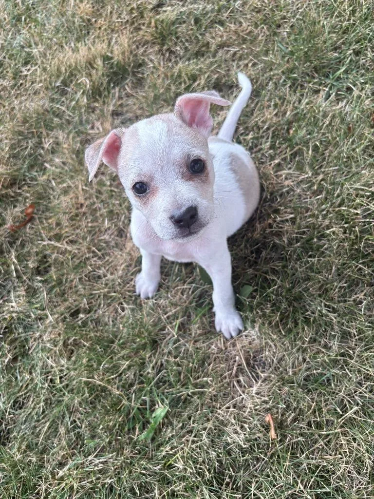 A baby medium-sized female Mixed Breed dog named Cora for adoption in Saint James, MN