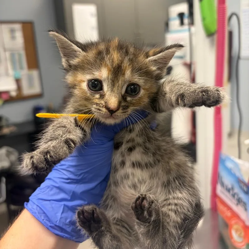 A baby small-sized female Domestic Short Hair cat named Ember for adoption in Milton, FL