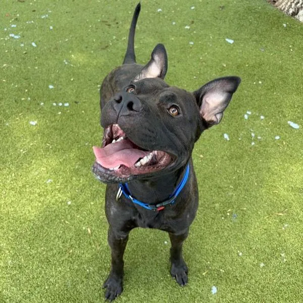 An adult large-sized male Mixed Breed dog named Tintin for adoption in Austin, TX