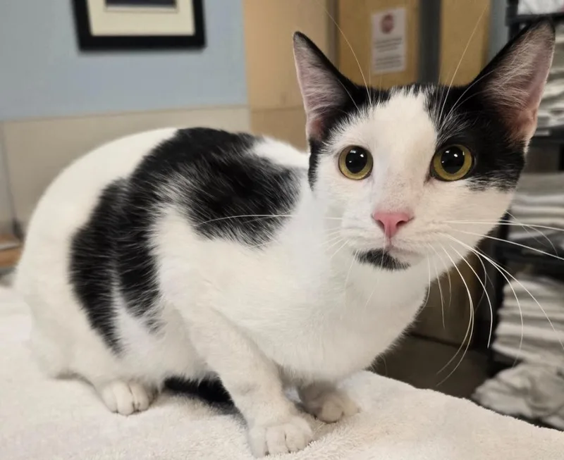 A young small-sized male Domestic Short Hair cat named Strider for adoption in Murphysboro, IL