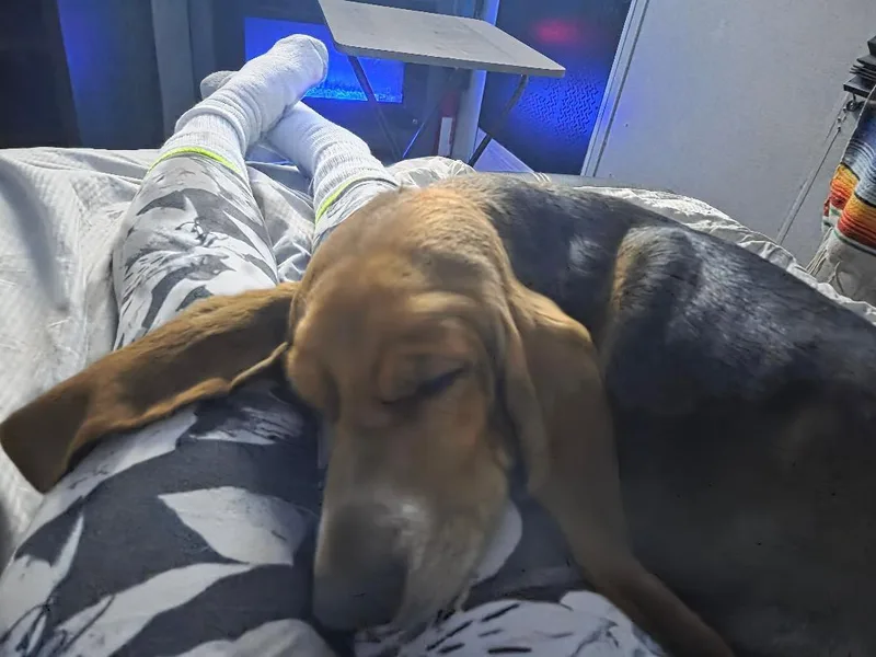 An adult large-sized female Basset Hound dog named Loretta Lynn for adoption in Grapevine, TX