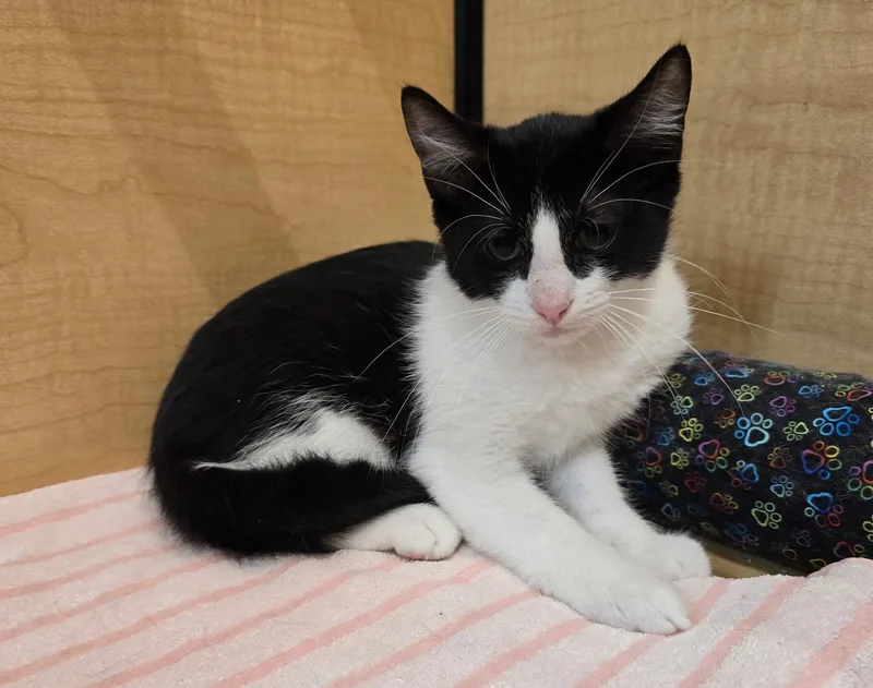 A baby small-sized male Black & White / Tuxedo Domestic Short Hair cat named Joey for adoption in Highland, IN