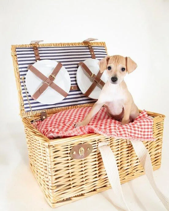 A baby small-sized male Apricot / Beige Chihuahua dog named Bubba for adoption in Coachella, CA