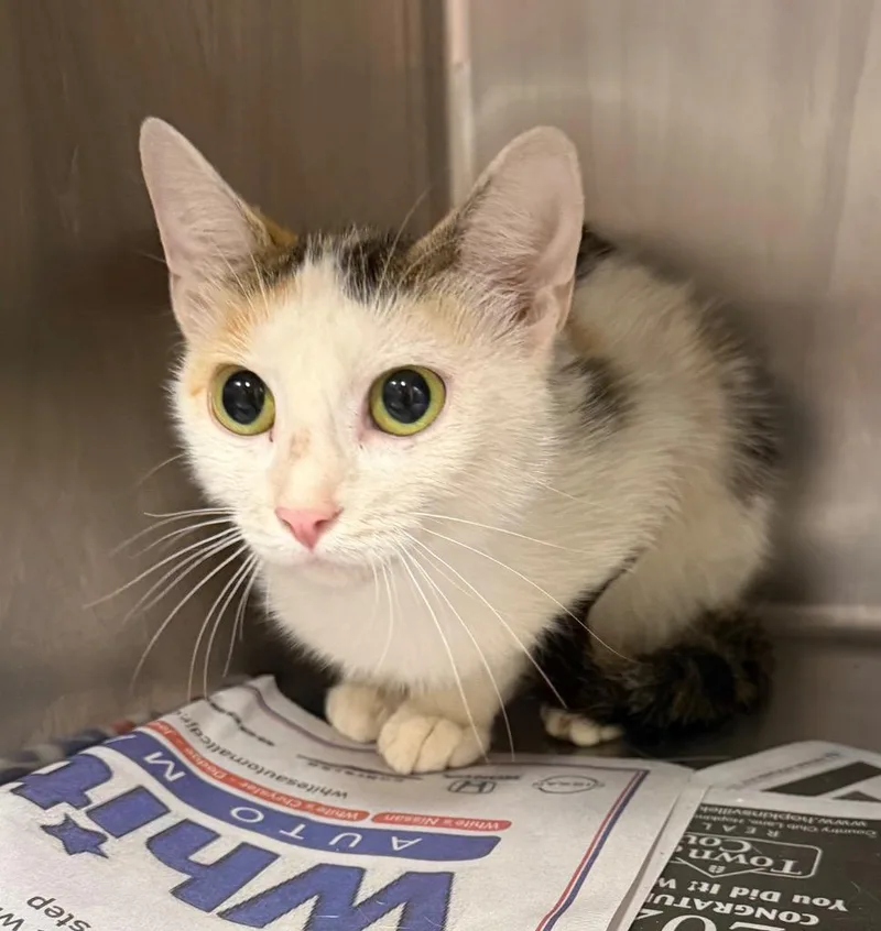 A young small-sized female Domestic Short Hair cat named Duchess for adoption in Hopkinsville, KY