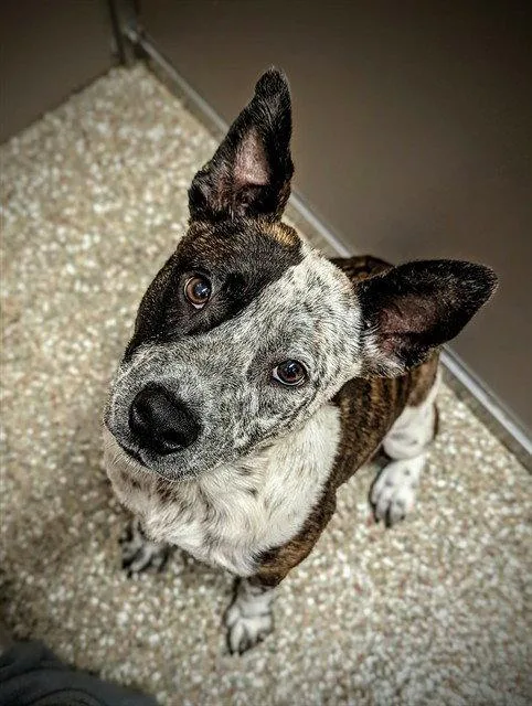 A young medium-sized male Australian Cattle Dog / Blue Heeler dog named Badger for adoption in Clyde, NC