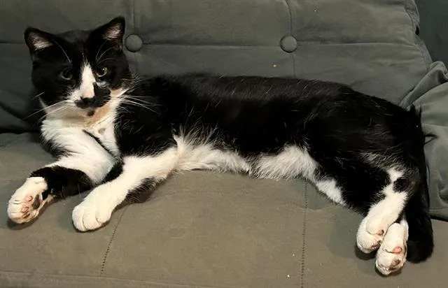 A young medium-sized male Domestic Short Hair cat named Steve for adoption in Olivette, MO